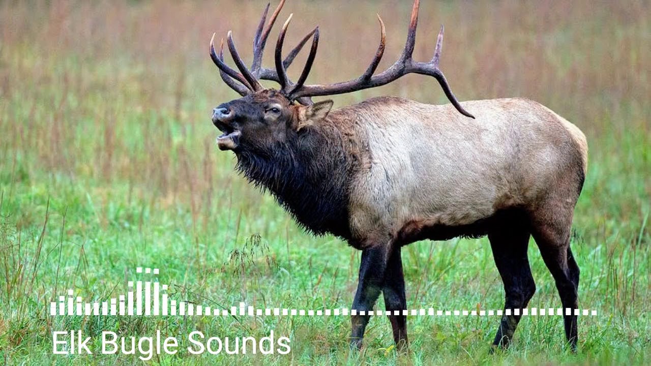 Elk Sounds Explained: Bugling, Mewing and Warning Calls