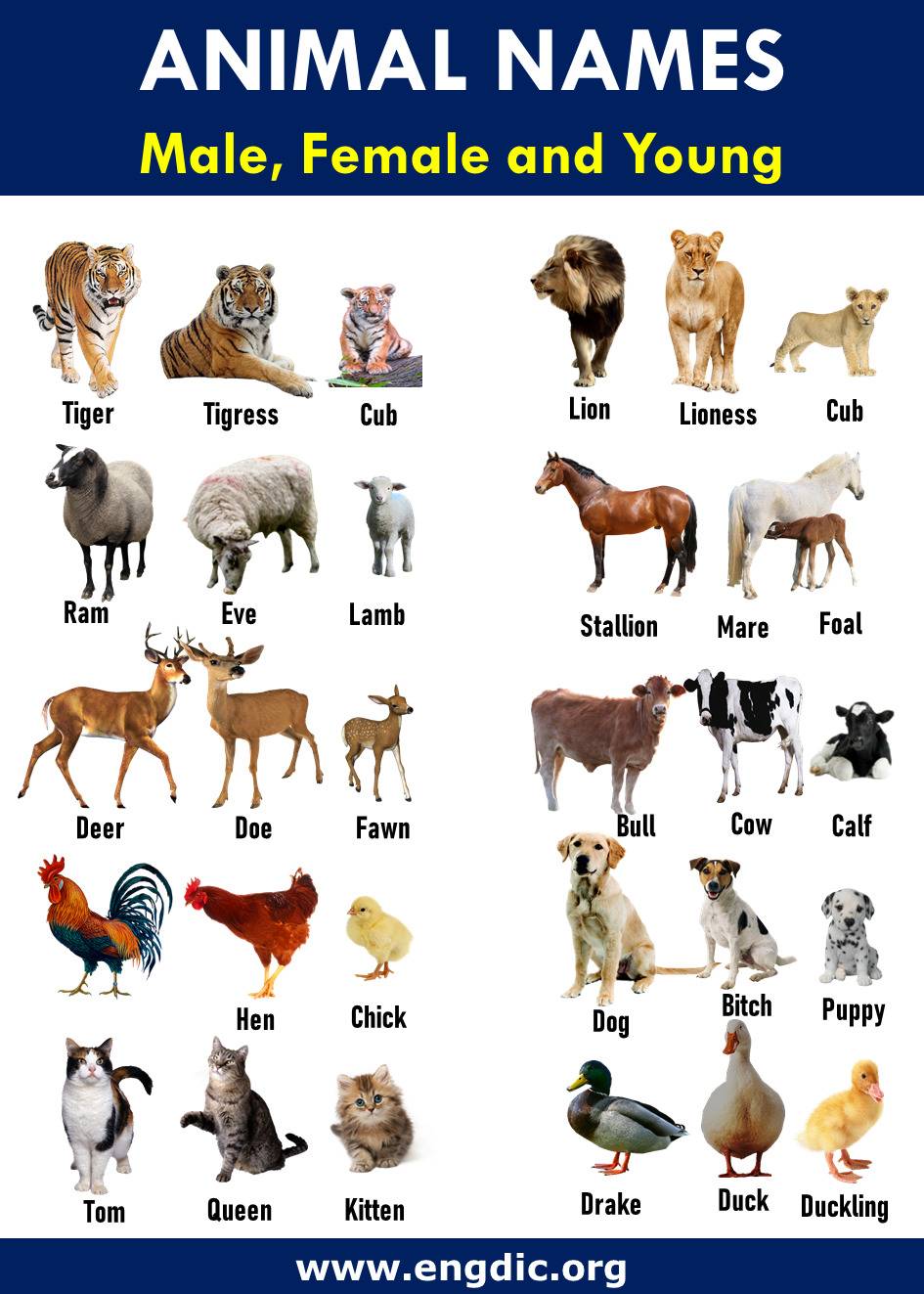 What Do You Call Male Animals? Names by Species
