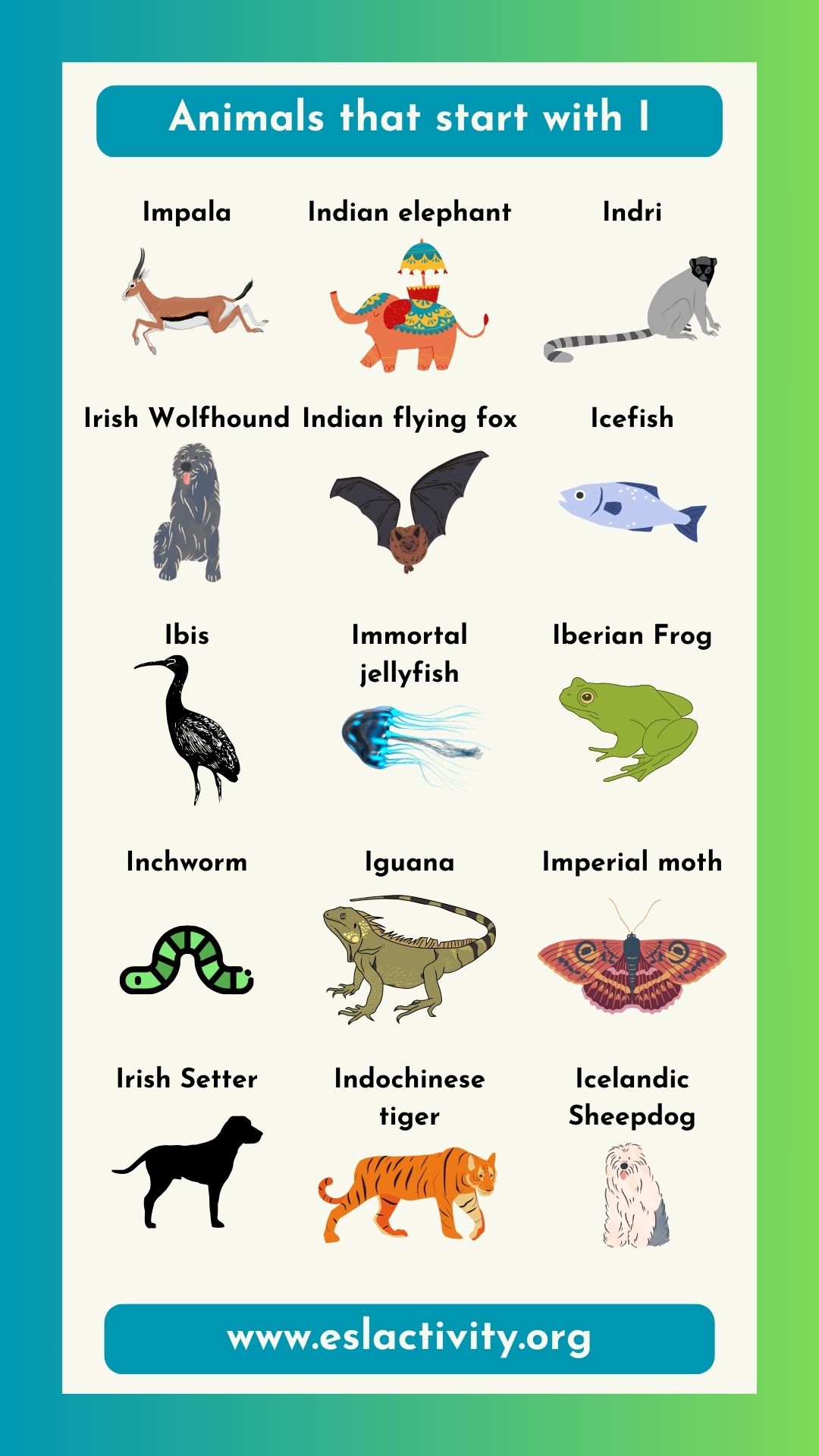 Animal Names That Begin With I and What Makes Them Unique