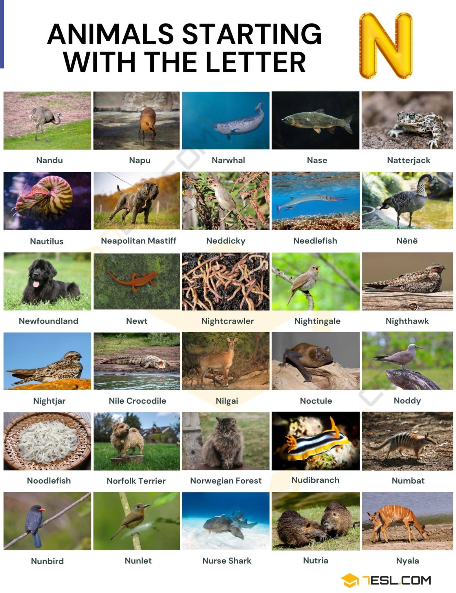 Animals That Start With N, From Narwhals to Newts