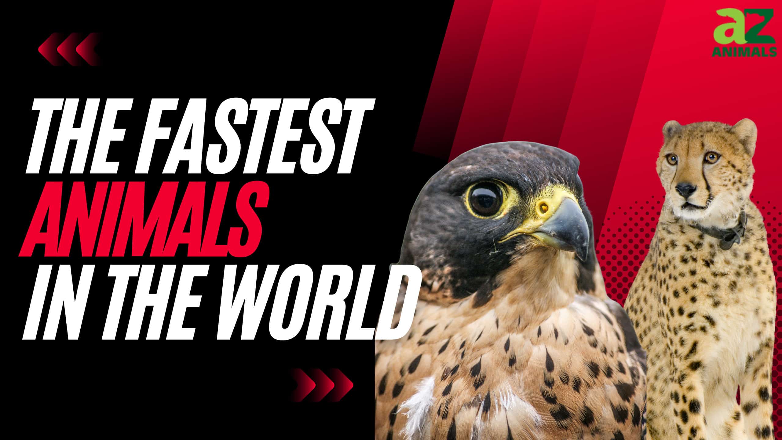The Fastest Animal in the World Depends on How It Moves