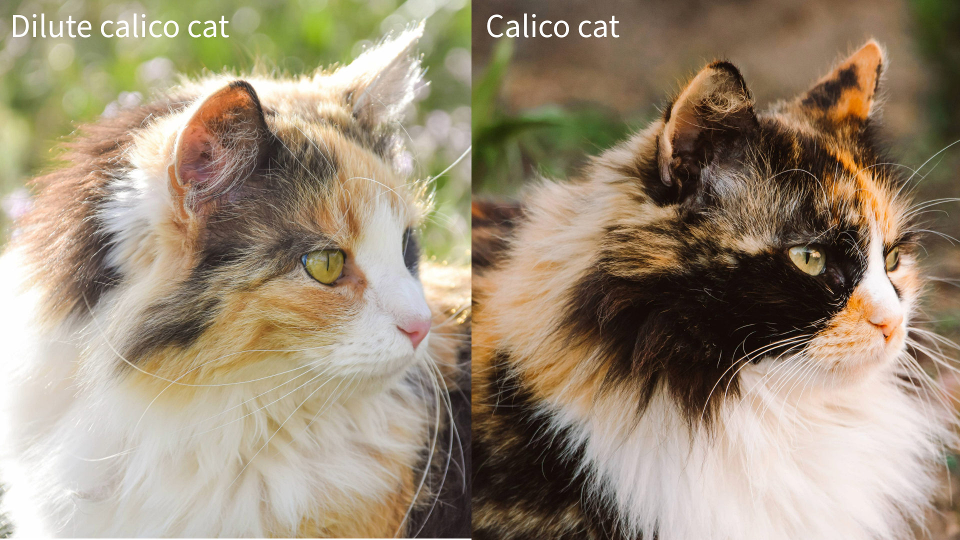 What Makes a Cat Dilute Calico?